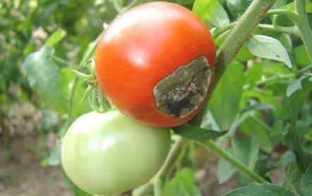 Болезни помидоров в теплице и открытом грунте