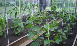 Выращивание огурцов в теплице из поликарбоната от А до Я