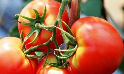Сорт помидор Белый налив 241 — агротехника выращивания