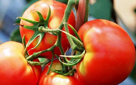 Сорт помидор Белый налив 241 — агротехника выращивания