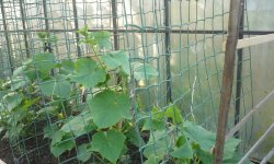 Особенности выращивания огурцов на пластиковой сетке
