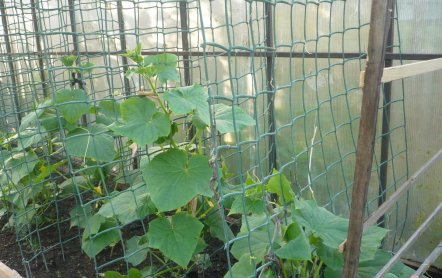 Особенности выращивания огурцов на пластиковой сетке