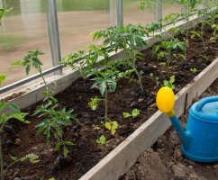Как правильно высаживать помидоры в теплицу из поликарбоната