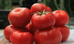 Описание сорта помидор Большая мамочка