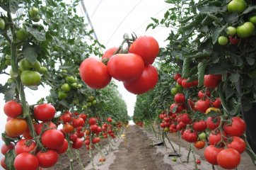 Схема посадки помидор в теплице из поликарбоната