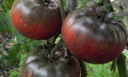 Агротехника выращивания томатов сорта Черный принц