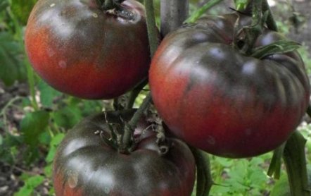 Агротехника выращивания сорта томатов Черный принц