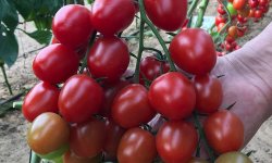 Описание и характеристики сортов томатов черри