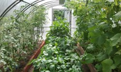 Выращивание огурцов и помидоров в одной теплице