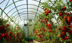 Агротехника выращивания томатов в теплице от А до Я