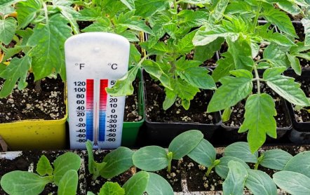 При какой температуре можно выращивать рассаду томатов