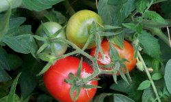 Описание сорта томатов Монгольский карлик