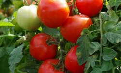 Сорт томатов Любаша F1 — выращивание и уход