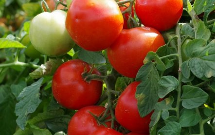 Сорт томатов Любаша F1 — выращивание и уход