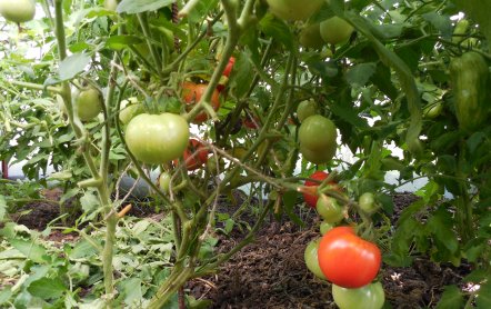 Сорт томатов Джина — описание и характеристики