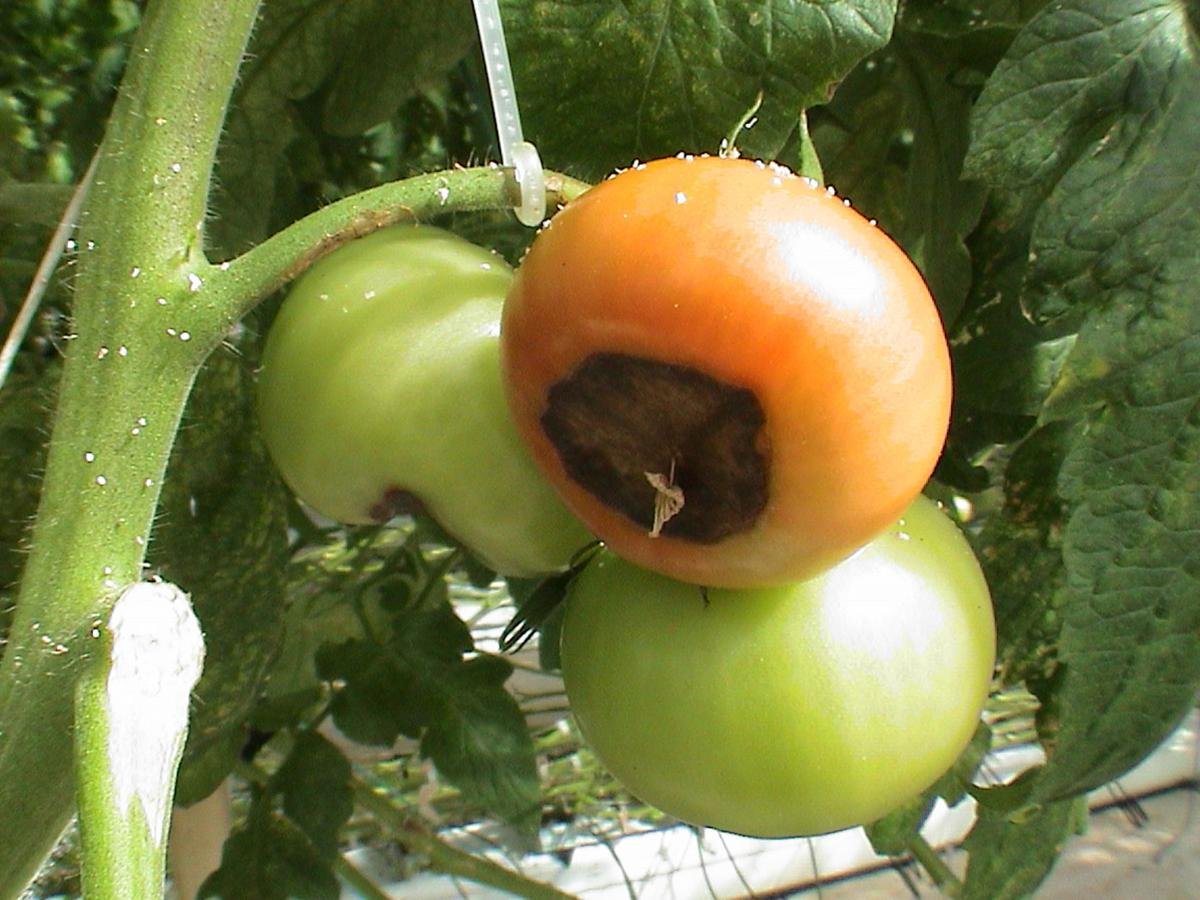 заболевания томатов в открытом грунте