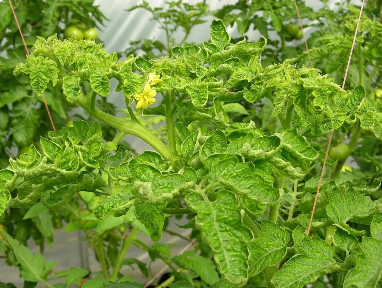 хлоратическая курчавость томатов