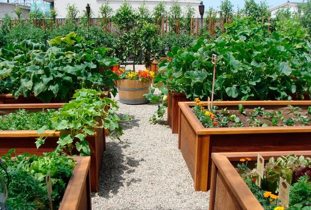 что сажать после томатов