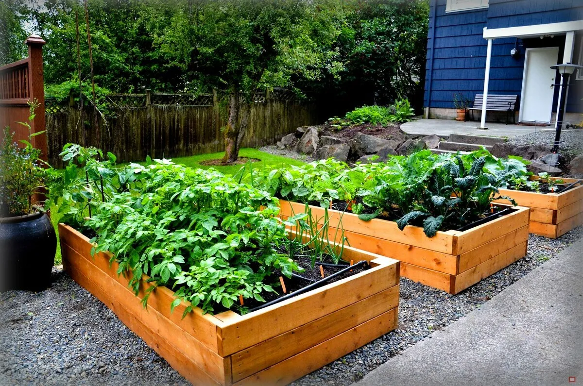 помидоры не истощают землю