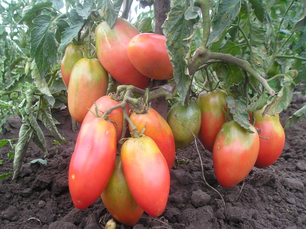 Детерминантный сорт помидор: что это такое, в чем отличие от  индетерминантного