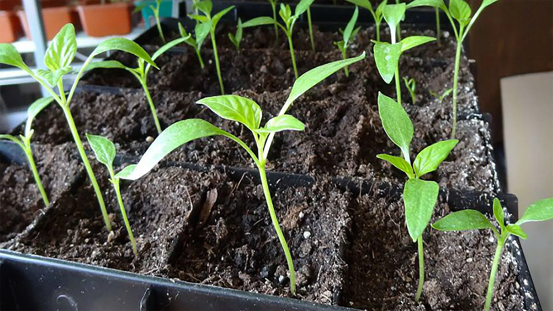 причины пикировки томатов