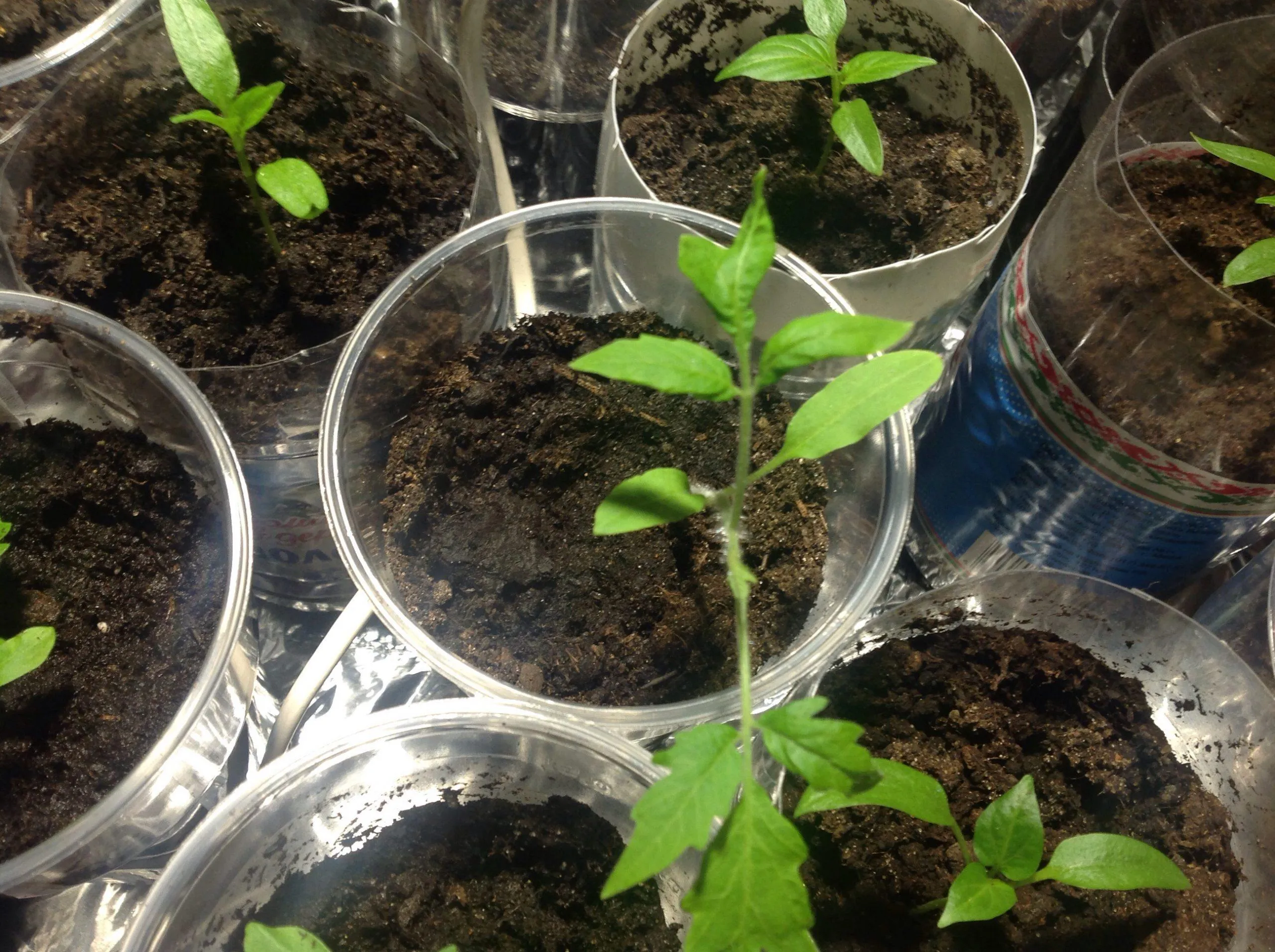 полив и подкормка рассады томатов