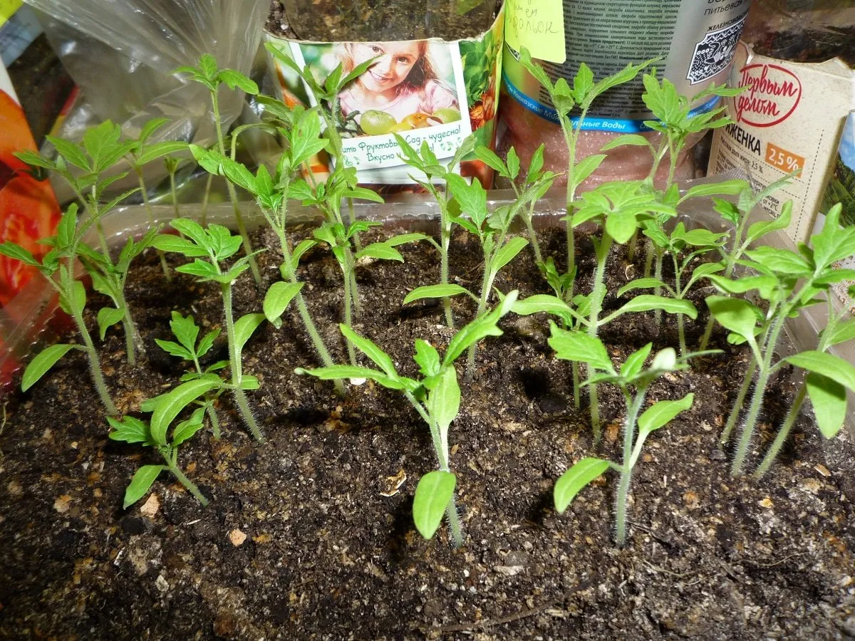 растения томата в общм ящике