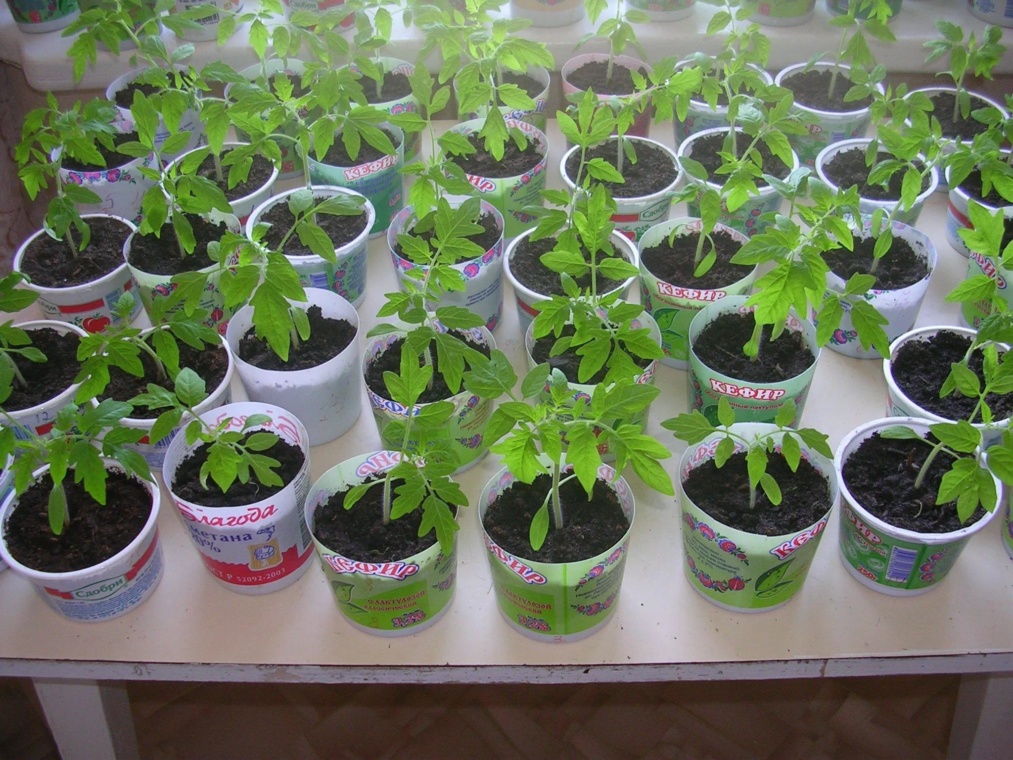 рассада помидор разных сортов