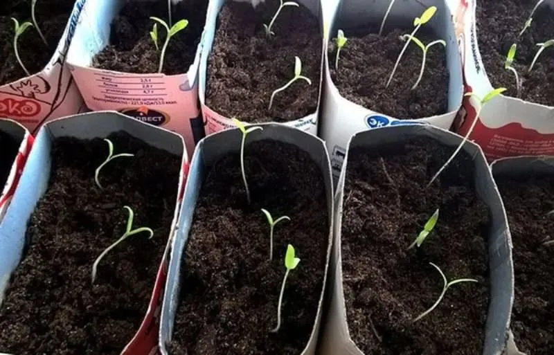 опрыскивание рассады томатов