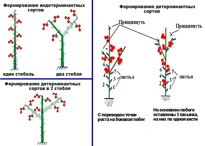 формирование куста томата