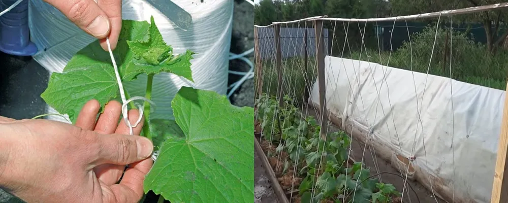 как правильно подвязать куст огурцов