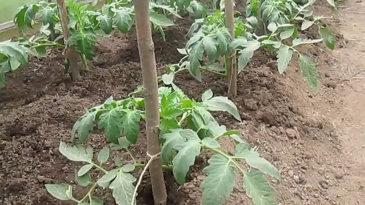 подвязка помидор на колышки