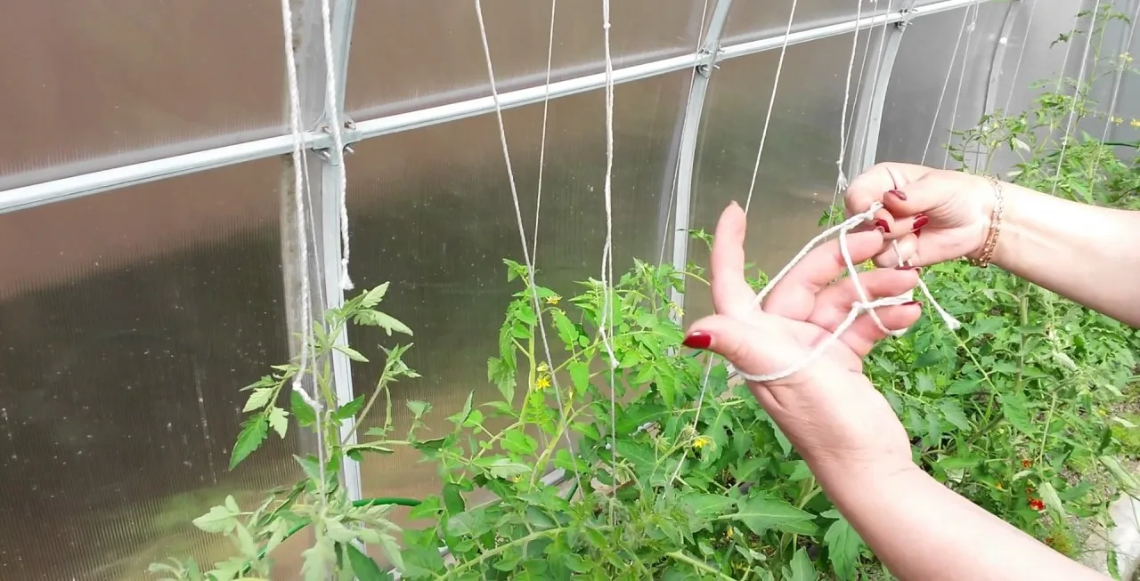 подвязка помидор свободная петля