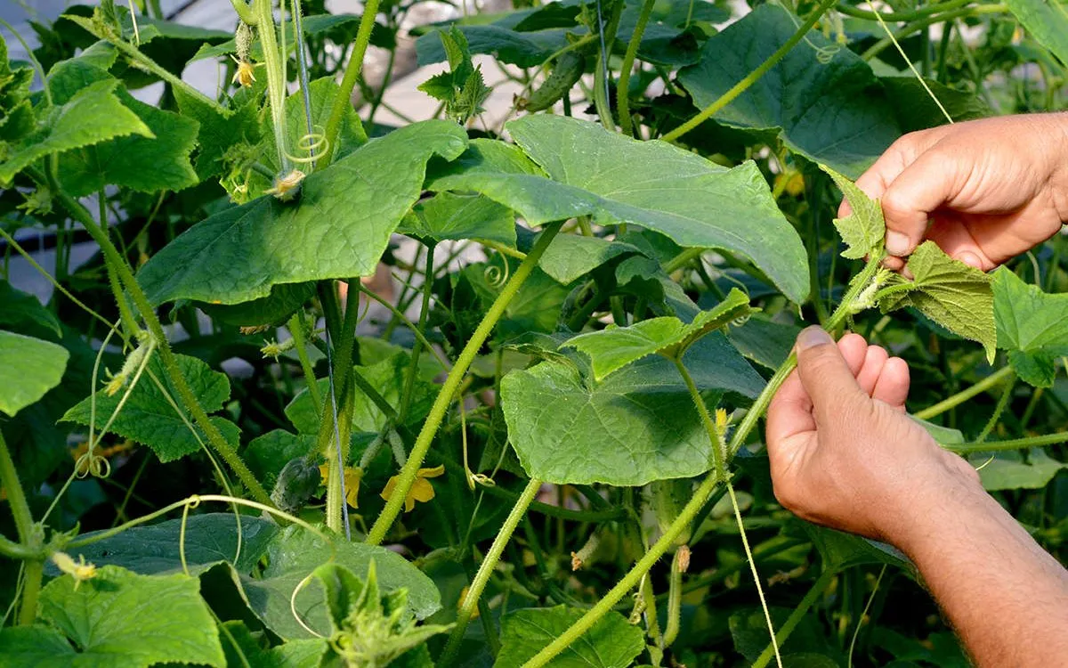 способы прищипки огурцов