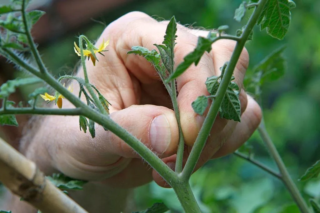 пасынкование побегов томата