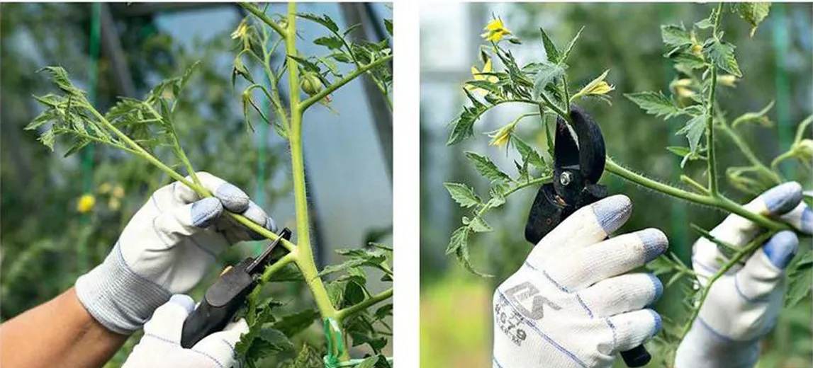 способы прищипки томата