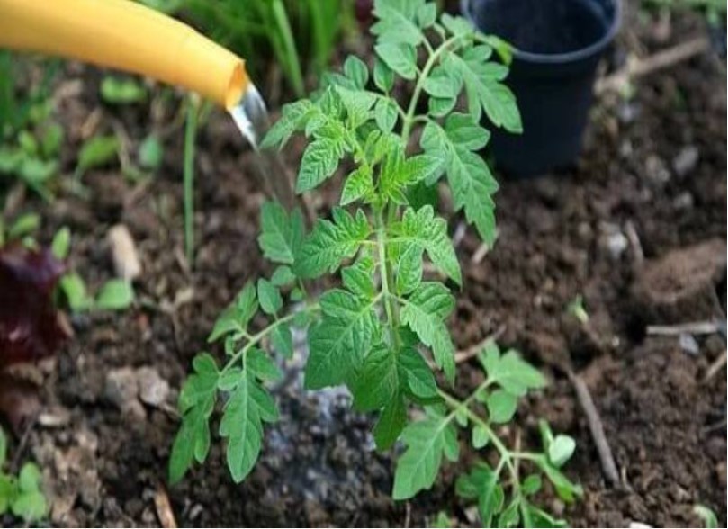 корневая подкормка рассады томатов