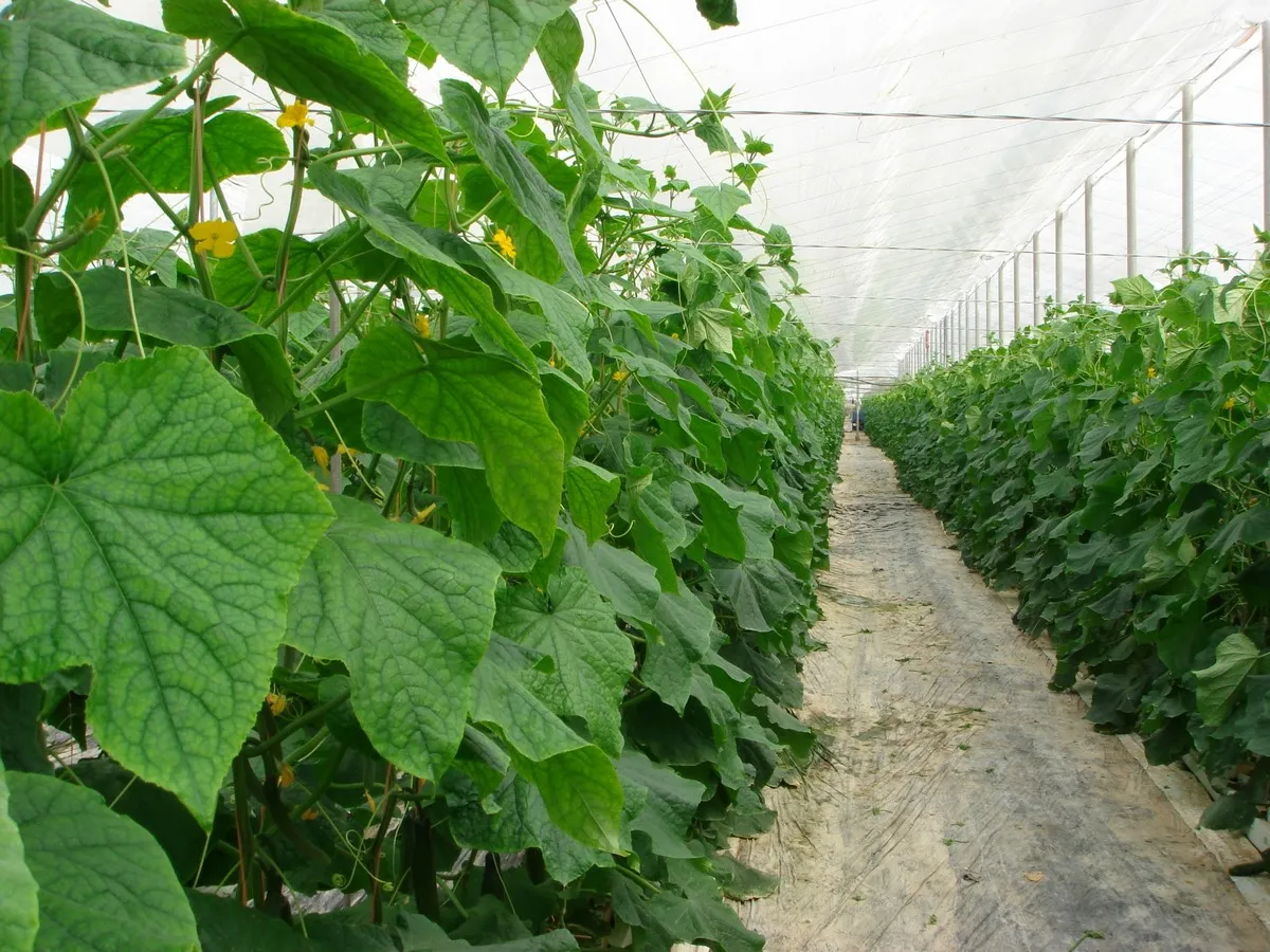 сорт огурцов Апрельский - плюсы и минусы