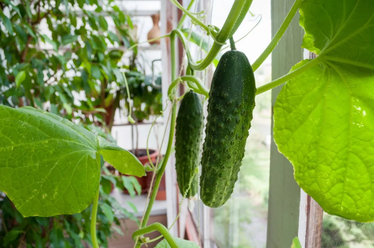 сроки посадки огурцов