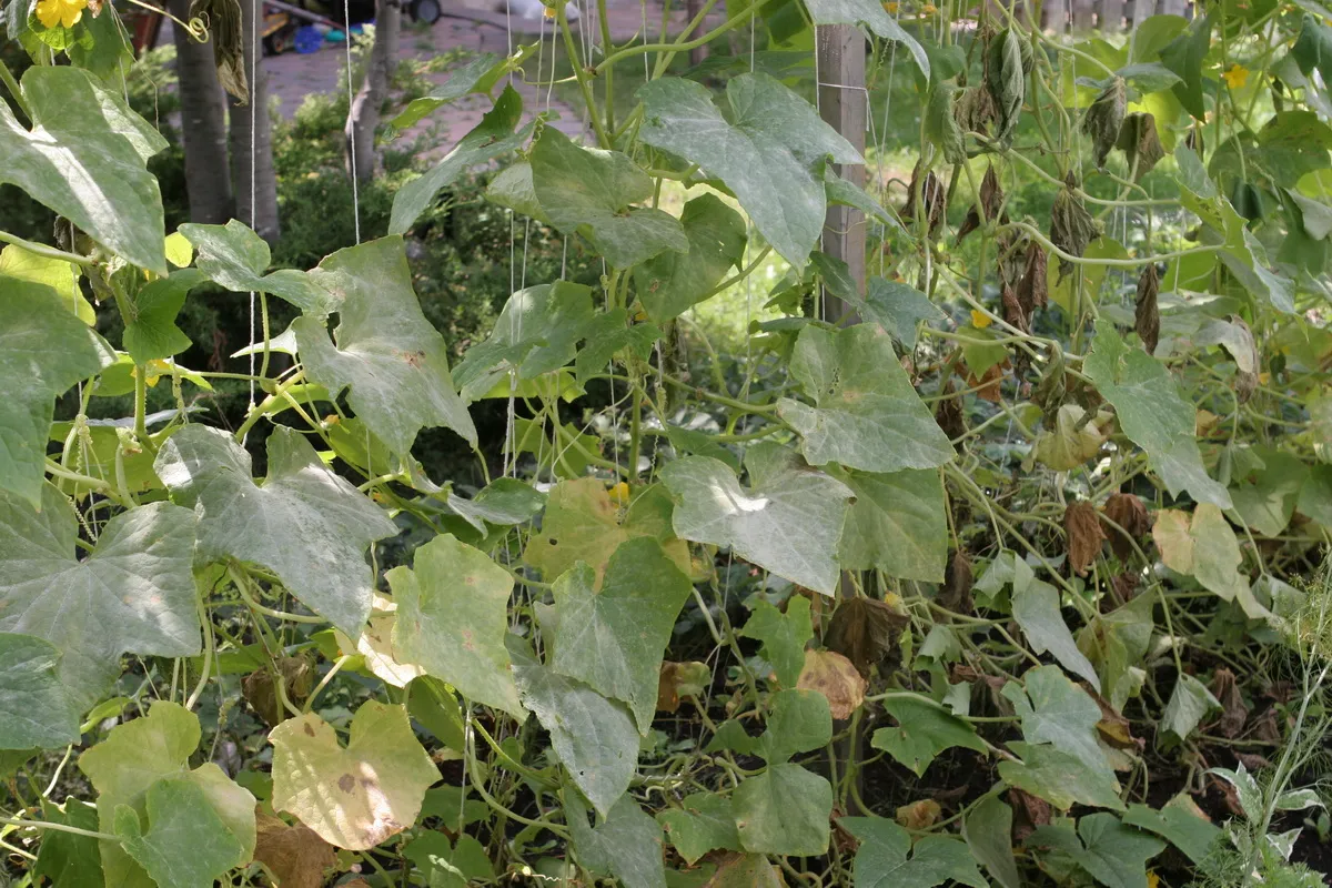 грибковое заболевание фитофтороз