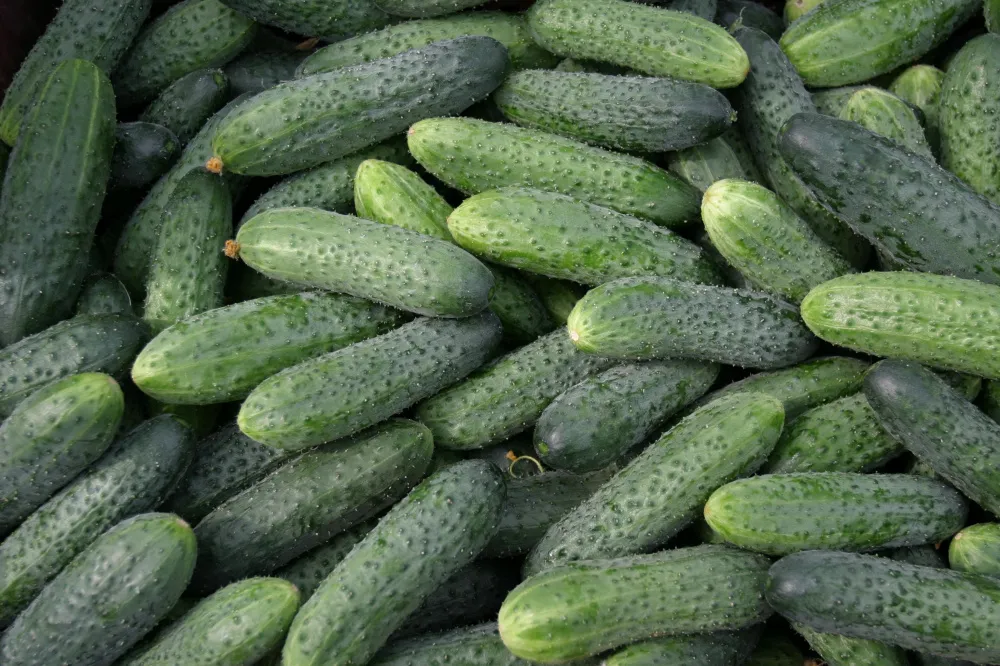 огурцы сорт Кураж