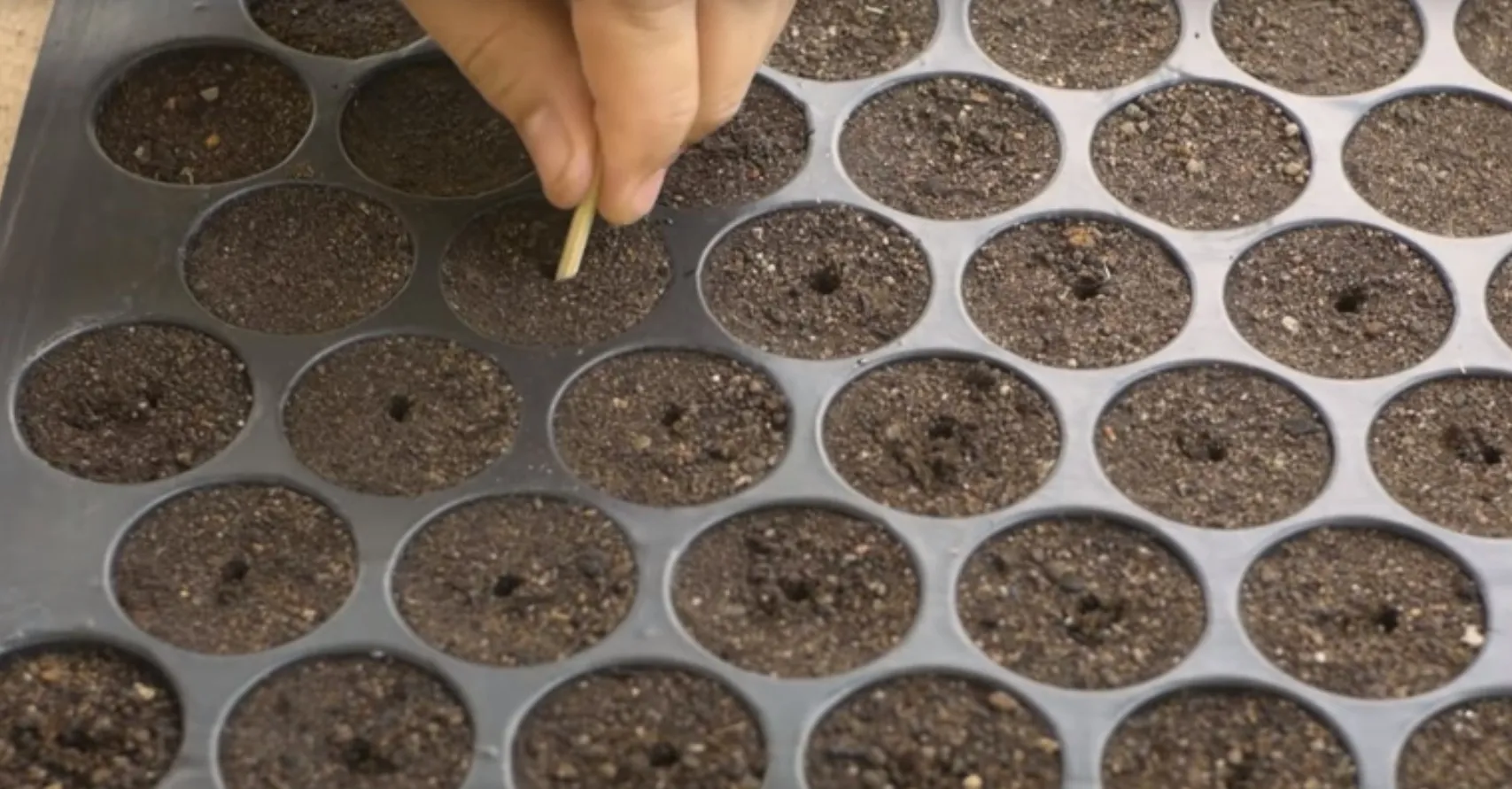 как сажать семена огурцов