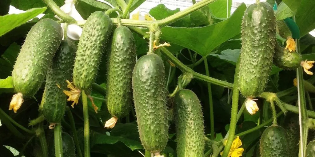 описание огурцов сорта Маринда