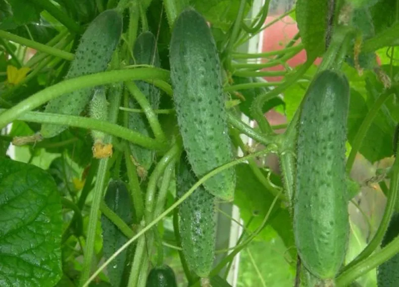 характеристики сорта огурцов Маринда