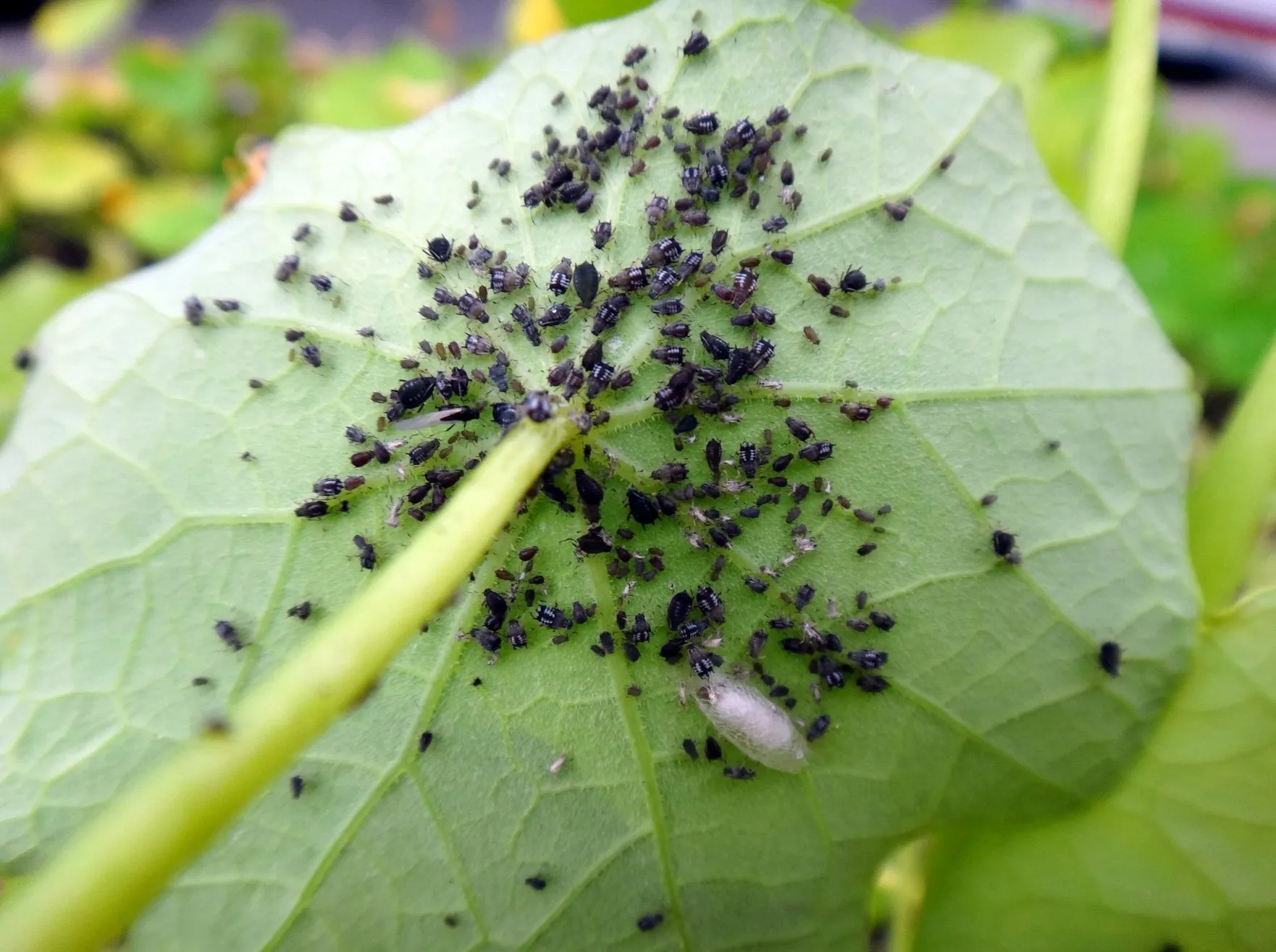 черная тля на огурцах