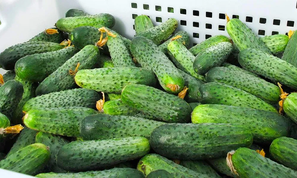 сорт огурцов Аякс 