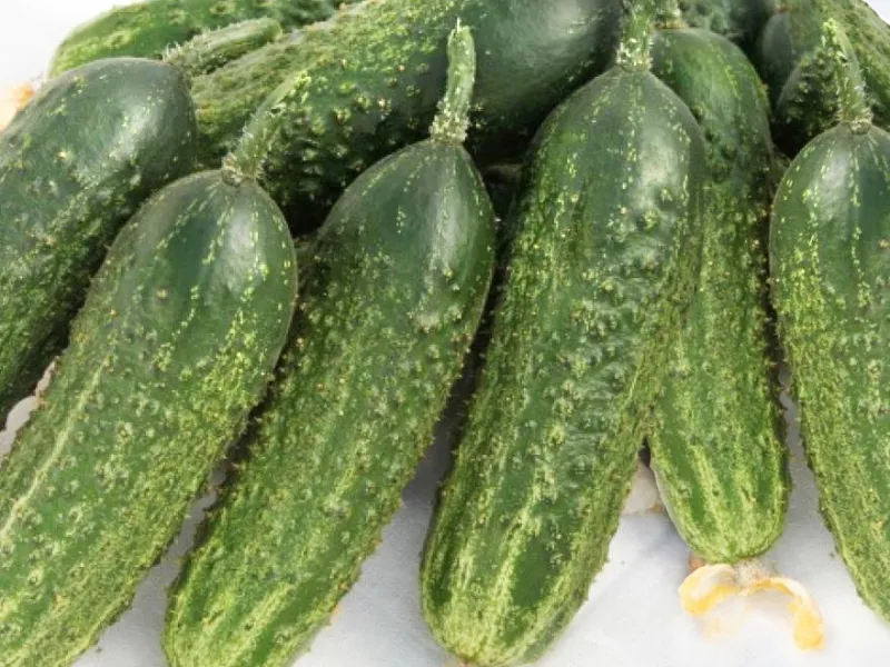 огурец сорта Аванс