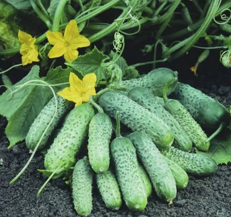 Сорт огурцов Пасамонте