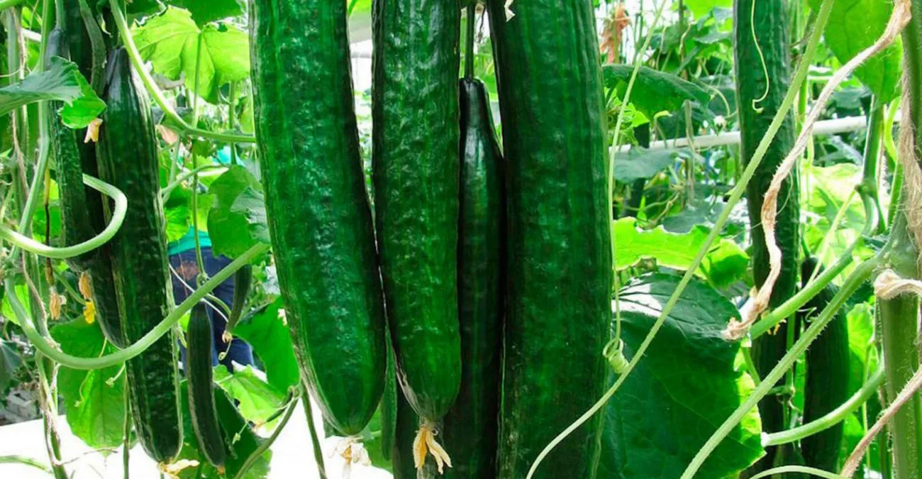 огурцы сорт Амазанка