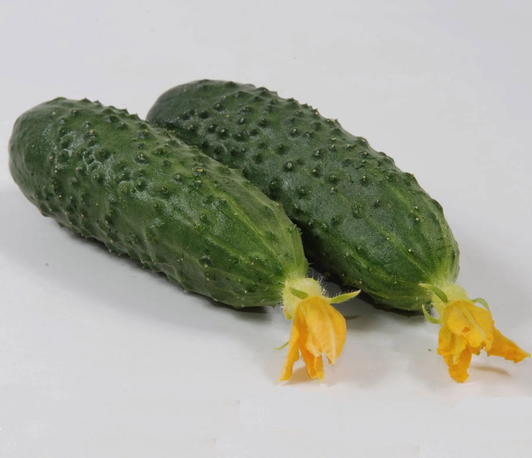 огурцы сорт Мила